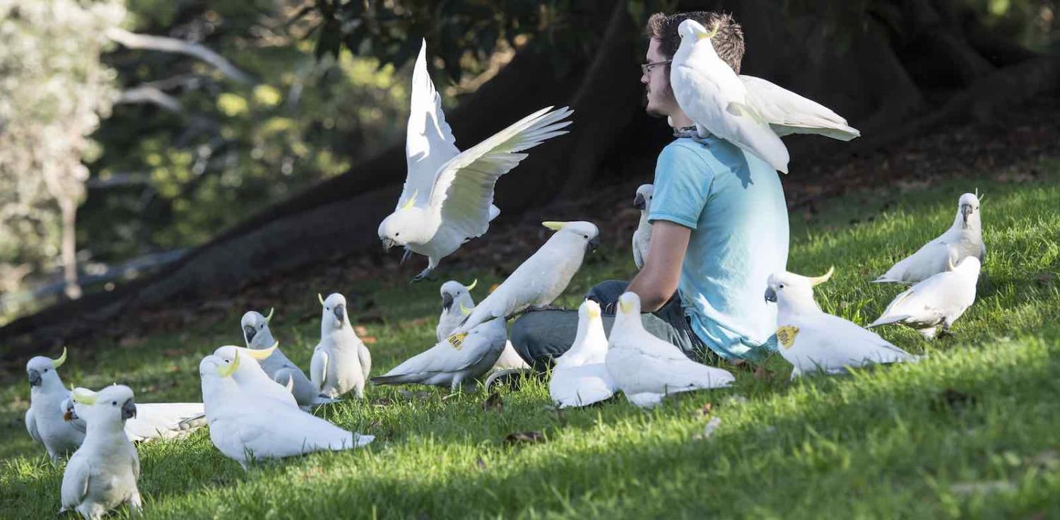 American tourist Charles Precht enjoys the company of cockatoos in the Royal Botanical Gardens, Sydney (Photo: James D. Morgan/Getty)