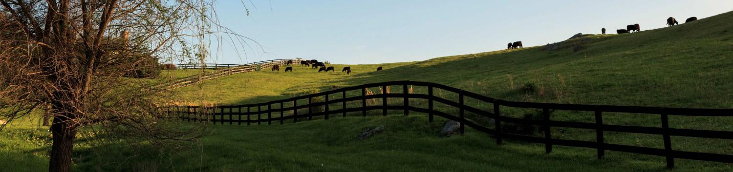 Cattle grazing in Virginia (Photo: Jumping Rocks/UIG via Getty Images)