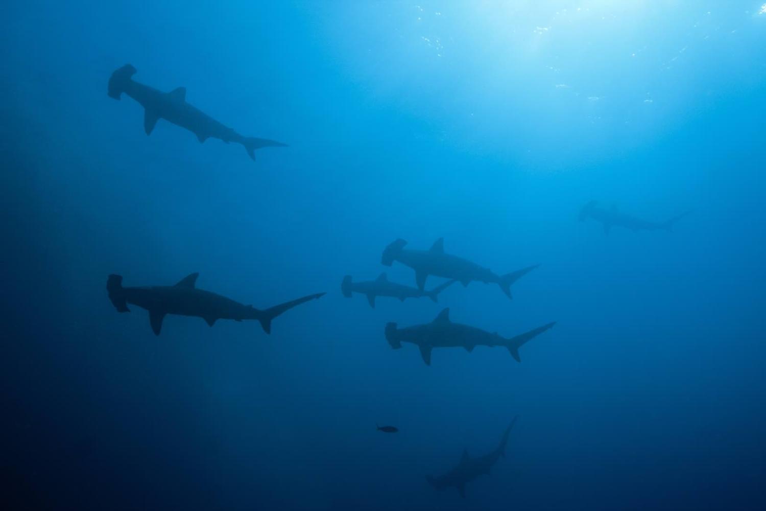 Scalloped hammerhead sharks, Sphyrna lewini, Wolf Island, Galapagos, Ecuador (Prisma Bildagentur via Getty Images)