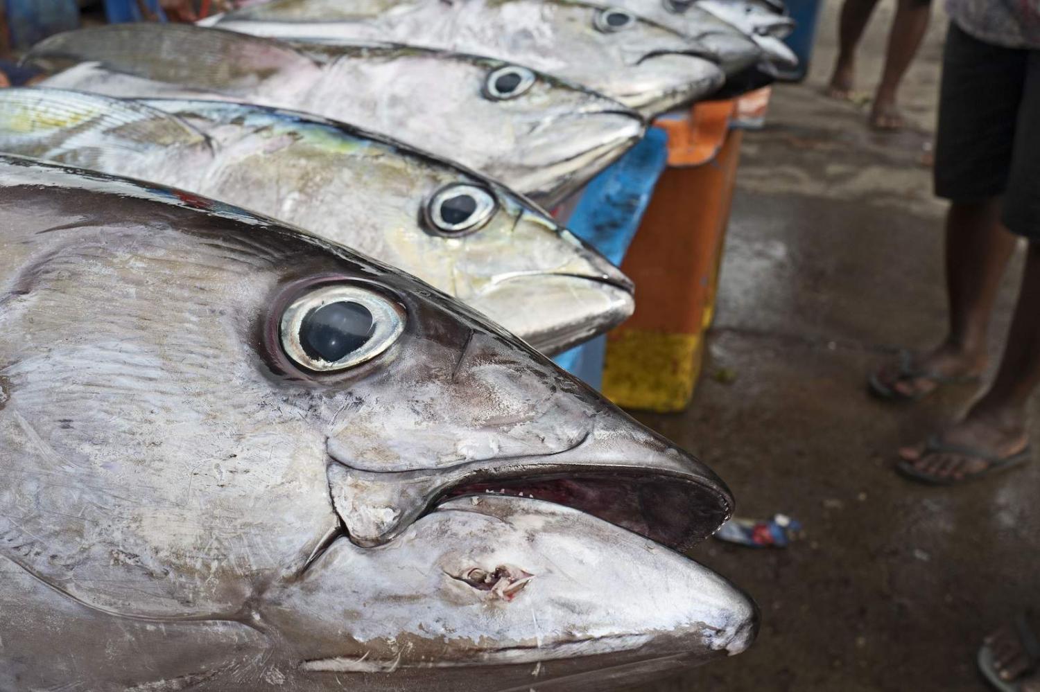 Yellowfin Tuna at a fish market in Honiara on Guadalcanal, Solomon Islands (David Tipling/Universal Images Group via Getty Images)