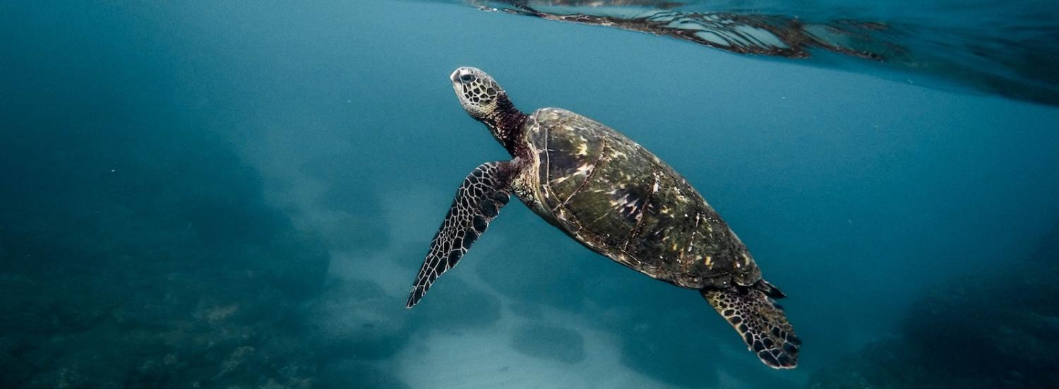 Chinese fishers have begun illegally harvesting sea turtles. (Photo: Jeremy Bishop/ unsplash)