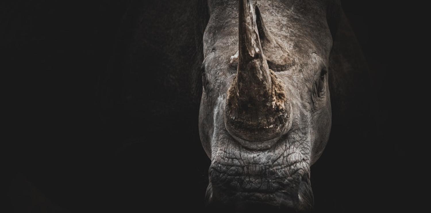 President Xi Jinping warned hundreds of top Communist Party officials that China must be on the alert against black swans and grey rhinos. (Photo: Geran de Klerk/ unsplash)