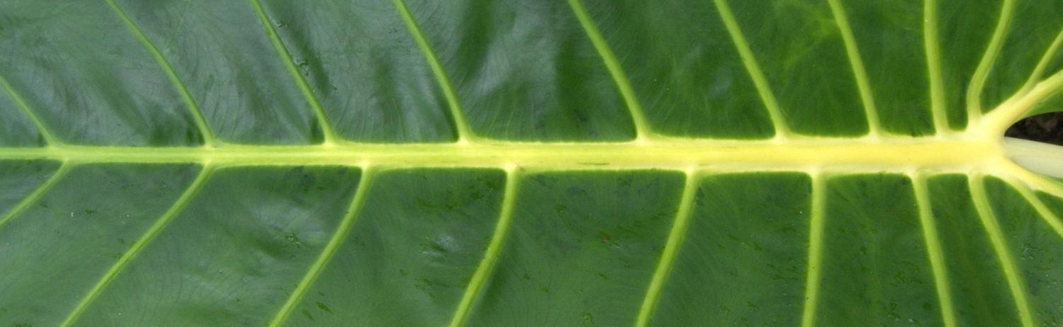 Yellow-lined taro leaf (Photo: Flickr/Jim)