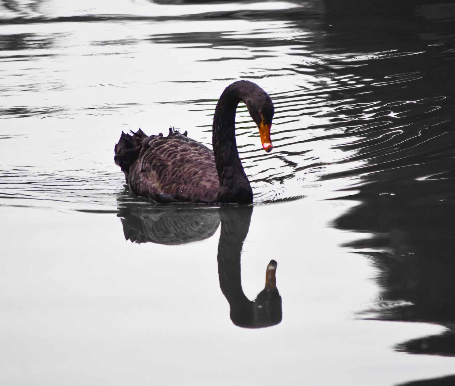 A hard look at the state of politics in Australia might avoid our own “black swan” event (Photo: Vandan Patel/unsplash)