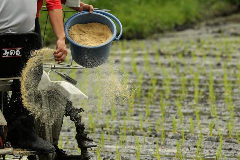 It will be difficult to overcome the dependency on imported chemical fertilisers by only promoting organic agriculture (Buddhika Weerasinghe/Getty Images)
