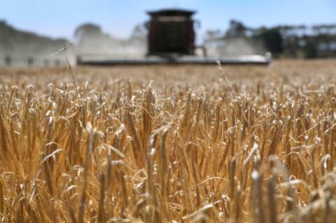 Barley is subject to one of the complaints between Australia and China at the World Trade Organisation (William West/AFP via Getty Images)