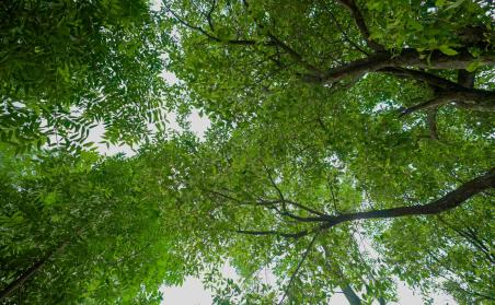 Waqf-based forests: Harnessing Islamic philanthropy for climate financing in Indonesia